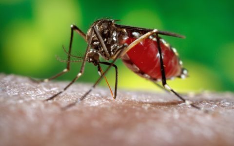 El Zika también disminuye la fertilidad masculina