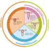 Calcular la fecha de ovulación: ¿cuáles son los días más fértiles para lograr el embarazo?