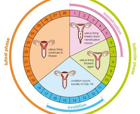 Calcular la fecha de ovulación: ¿cuáles son los días más fértiles para lograr el embarazo?