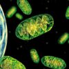 Terapia de reemplazo mitocondrial: cómo la ciencia aprende a corregir los errores de la naturaleza