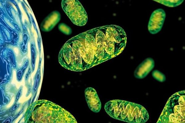 Terapia de reemplazo mitocondrial: cómo la ciencia aprende a corregir los errores de la naturaleza