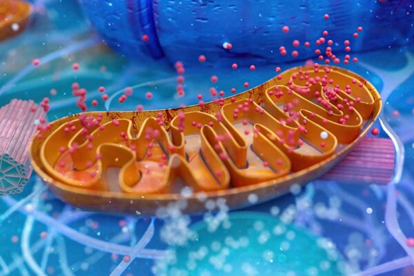 Datos interesantes sobre la terapia mitocondrial