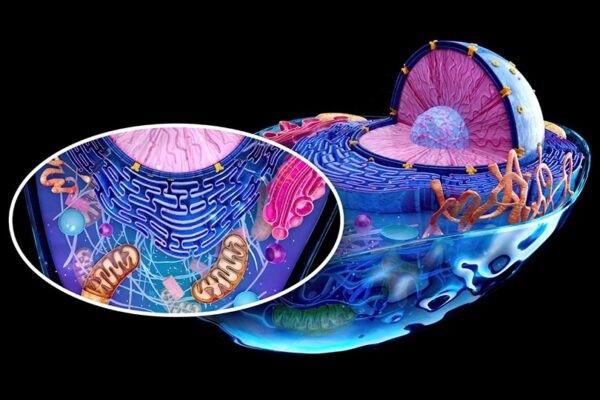 Mitocondrias bajo control: cómo funciona la corrección celular